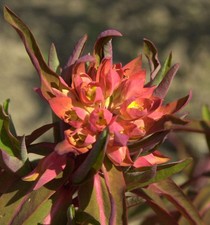 Himalaja Wolfsmilch Fireglow -