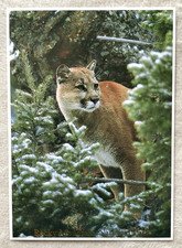 1 AK XXL Postkarte Puma