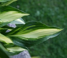 Hosta funkie lakeside little - hosta,
