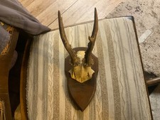 altes Rehgehörn Trophäe
