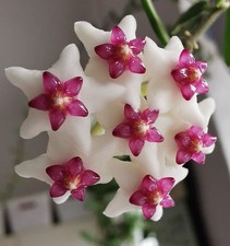 heavenly HOYA Hoya engleriana