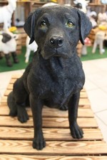Labrador sitzend, schwarz