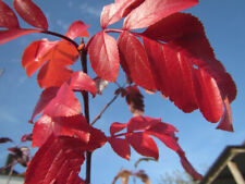 Sorbaronia fallax 'Burka' - Frucht Eberesche - Winterharte Pflanze 80-100cm