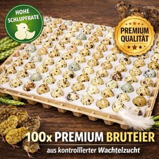 100 Premium Bruteier