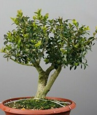 Bs02103 bonsai bux buxus - bs02103,