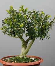 BS02103 Bonsai - Bux, Buxus