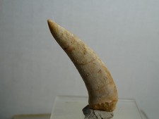 Enchodus lybicus, original fossiler Knochenfisch-Zahn / Dinosaur tooth fossil