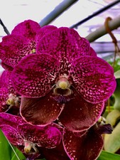 Vanda perfect purple haze - vanda,
