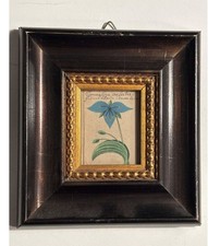 Antik. botan. Aquarell 1800
