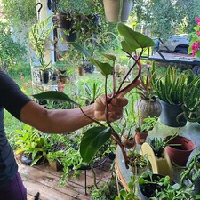 Philodendron Red Emerald 7 To
