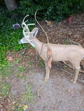 Jens Bows Reptile 33# LH 