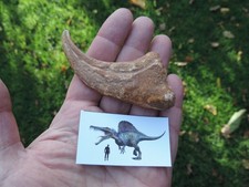 SELTEN!!   KRALLE  vom Spinosaurus aegyptiacus aus Marokko