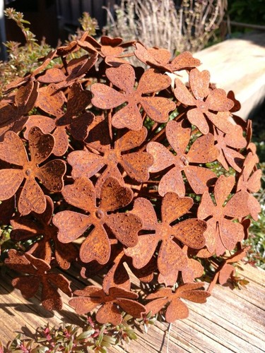 Edelrost blume hortensie - edelrost,