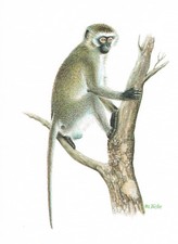 Grüne Meerkatze Primaten Meerkatzenverwandte - Kunstdruck-Bild - 25,5 x 17,5 cm