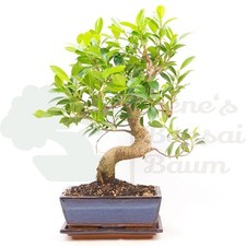 BONSAI Chinesische Feige 'Ficus Retusa' inkl. Schale. Indoor