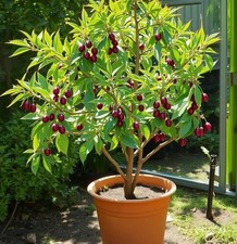 2 winterharte Dattel-Bäume