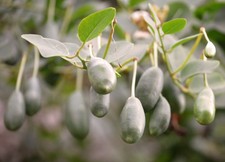 Samen vom KAPERN-STRAUCH - exotisches Gemüse selber ernten - Wintergarten Kübel