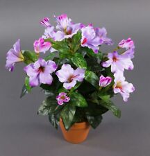 Hibiskus 40cm helllila im Topf