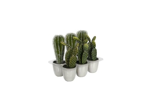 Kaktus topf 22 cm - ca.,