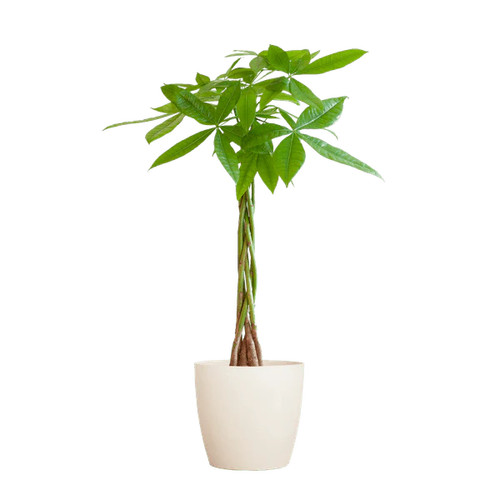 Pachira aquatica geldbaum - pachira,