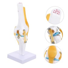 Anatomie skelett modell - skelett,