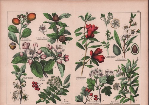 Chromo lithografie 1887 - chromo-lithografie,