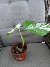 Monstera Deliciosa Variegata