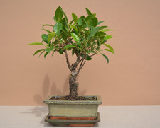 Ficus retusa Bonsai  6 Jahre, 28 cm  indoor, Deko Geschenk