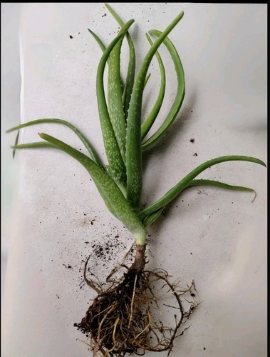Große aloe vera pflanze - aloe,