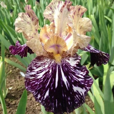 Sale2495 Schwerterlilie Regenbogen Iris Lilie 3 Samen Blumensamen