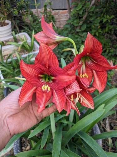 Hippeastrum hybrid gracile - hippeastrum,