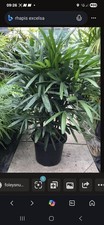 Rhapis excelsa Steckenpalme, 50-60cm Pflanzenhöhe. Palme