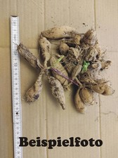 DAHLIENKNOLLEN vorgekeimt für