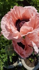 Türkischer Riesenmohn * rosa / orange * Papaver orientale * 50 Blumensamen