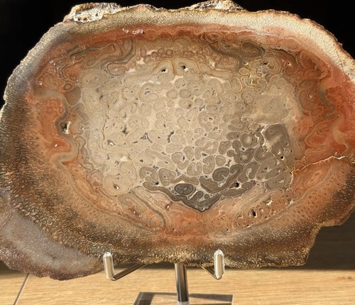 Poliertes fossiles holz - poliertes,