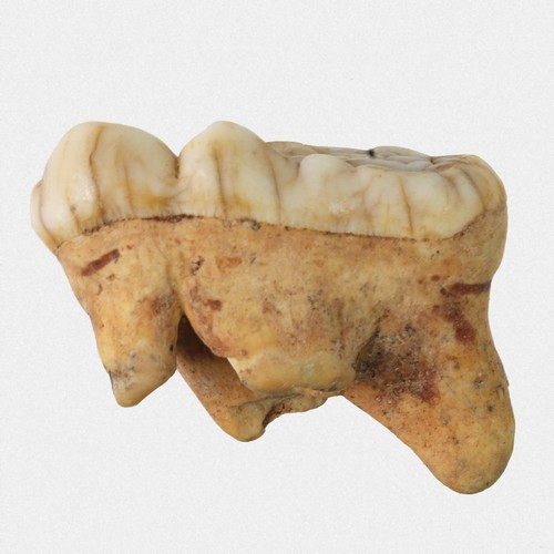 Molar spelaeus - molar, u.