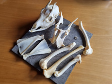 Reh Knochen Wirbel Basteln