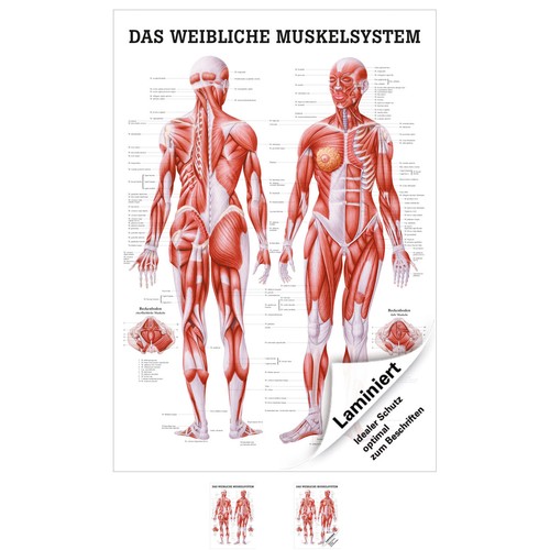 Weibliches muskelsystem - weibliches,