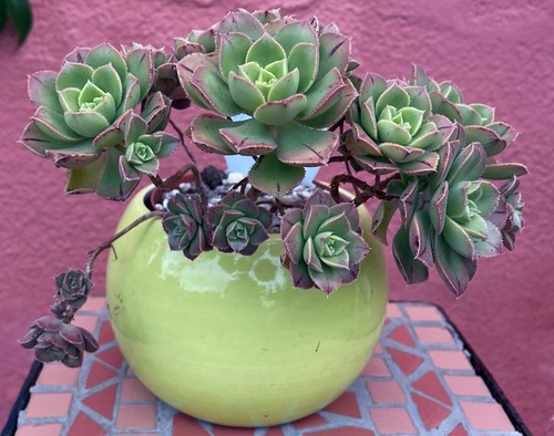 Aeonium mascaense