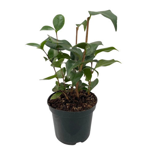 Kamelie camellia japonica - kamelie,