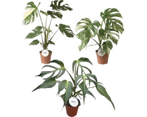 Fensterblatt mix floraself - fensterblatt,