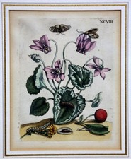 Maria Sibylla Merian: Blatt 98 Kupferstich Raupe Schmetterling, Pflanze 1680