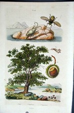 Original alter antiker Druck