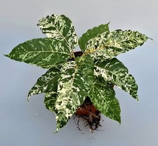 Ficus Snowstorm Variegata