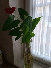 Große Flamingoblume (Anthurium andraeanum)