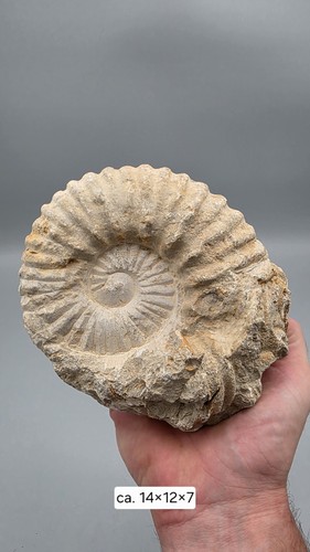 Ammonit fossil sammlerstück - ammonit,