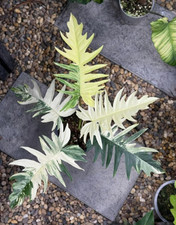 80002800 Philodendron Florida Beauty X TorTum Fensterbaltt 3 Samen