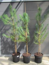 Pinus pinea - Schirm-Kiefer, Mittelmeer-Kiefer - Pflanze 140-170cm - Pinienkerne