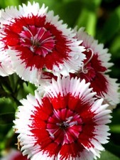 DS 1513WD Dianthus red and white Flowers Seeds Zaden Samen Stück 25