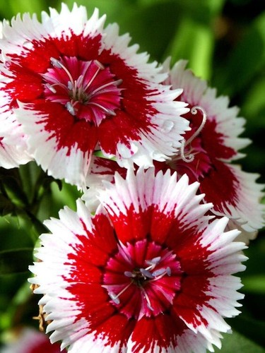 1513wd dianthus red - dianthus, and